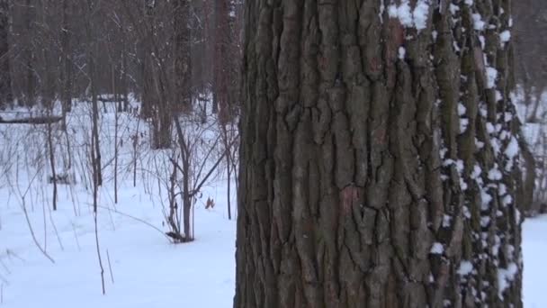 Hrát ve sněhu — Stock video