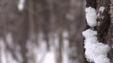 Hafif Kar yağışı sırasında karla kaplı ağaç gövdesi