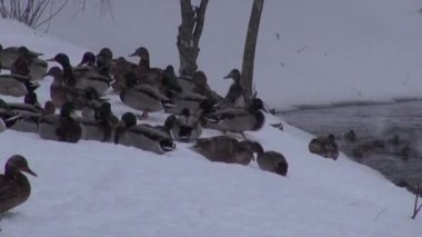 Buz gölet karla kaplı kıyısında ördeklere yem