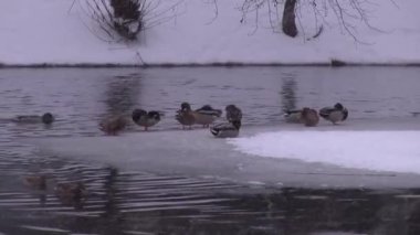 Buz ve buz su birikintisi üzerinde ördek