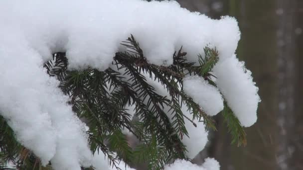 Rama de abeto cubierto de nieve en la nieve — Vídeos de Stock
