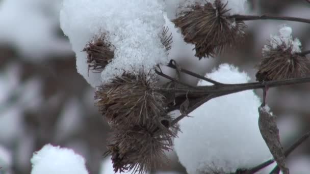 Snöiga torr nagel i vinter närbild — Stockvideo