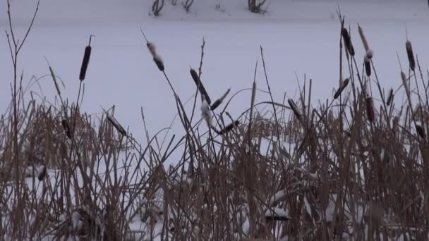 Gedroogde rieten in de winter op de vijver — Stockvideo