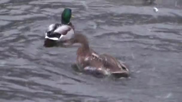 Ente Winter wäscht die Federn — Stockvideo