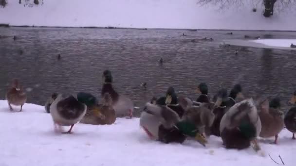 Eenden voeden zich met de sneeuw bedekte kust in ijsvrije vijver — Stockvideo