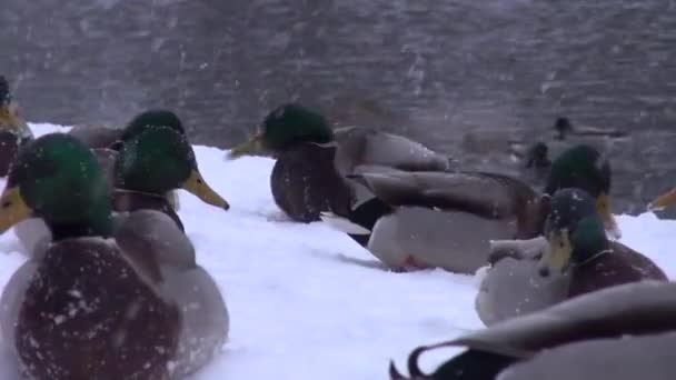 Patos alimentándose de los bancos de nieve en el invierno y descansando — Vídeo de stock