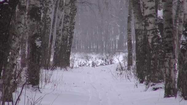 Callejón de abedul con pistas en la nieve de invierno — Vídeos de Stock