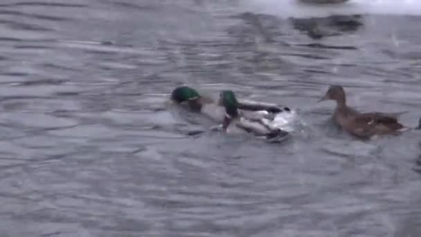 Canard pourchassant un canard avec un morceau de nourriture 