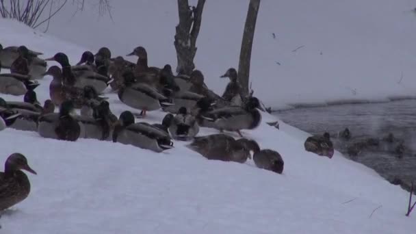 Eenden voeden zich met de sneeuw bedekte kust in ijsvrije vijver — Stockvideo