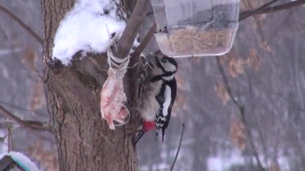 Gran pájaro carpintero manchado en el comedero comiendo — Vídeos de Stock