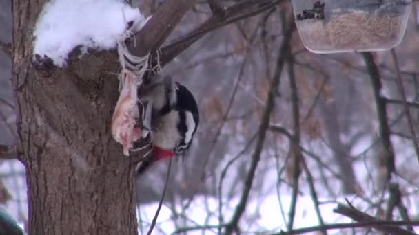 Gran pájaro carpintero manchado en el comedero comiendo — Vídeo de stock