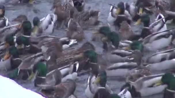 Patos invernantes se alimentan en estanque descongelado — Vídeos de Stock