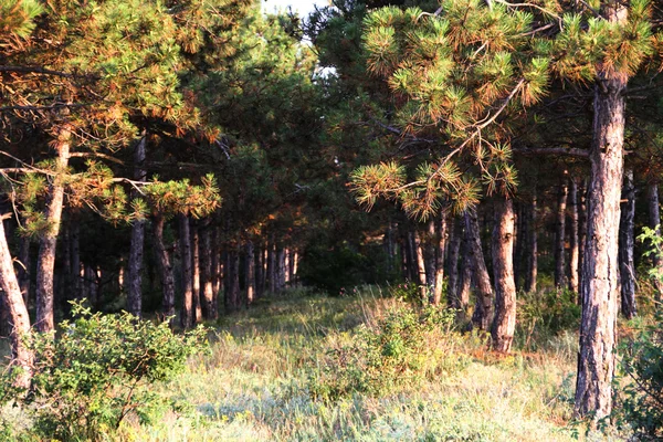 소나무 숲, 사람에 의해, 건조 한 계절에 심어 져 — 스톡 사진
