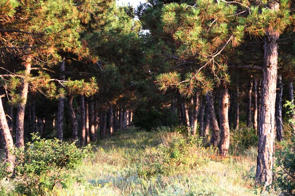 Pine forest, planted by people, in the dry season Royalty Free Stock Photos