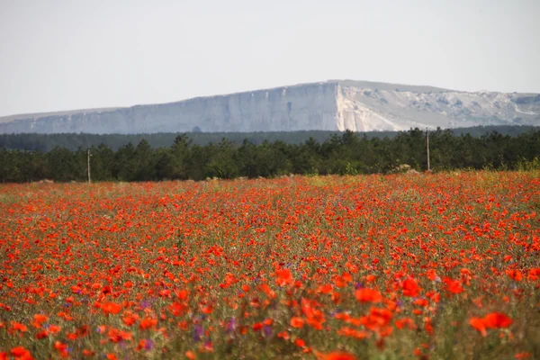 Papaverveld rode bloemen — Stockfoto