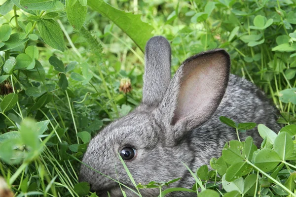 Grey rabbit clover lawn — Stock Photo, Image