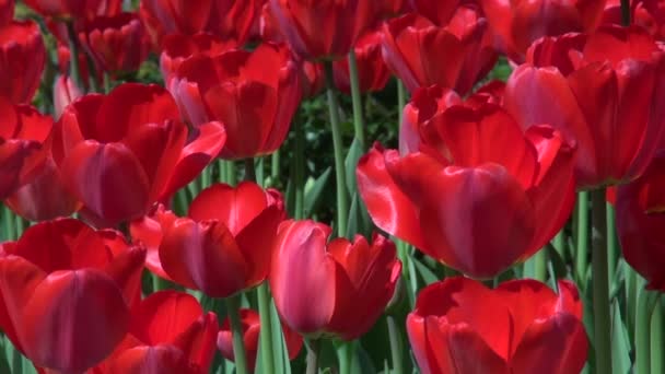 Gruppo di tulipani rossi nel parco. Sfondo naturale — Video Stock