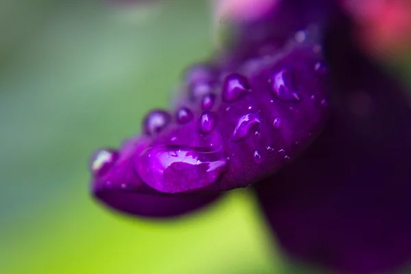 Krople rosy makro na fioletowy kwiat płatek — Zdjęcie stockowe