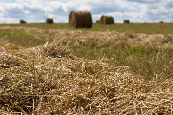 Palha de trigo é seca no campo agrícola — Fotografia de Stock