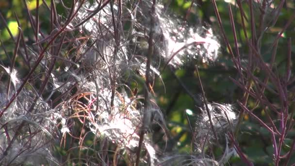 绒毛植物太阳杂草丛生 — 图库视频影像