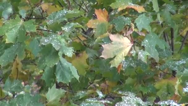 Primera nieve cayendo sobre hojas de arce en otoño — Vídeos de Stock