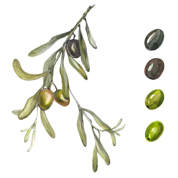白い背景にオリーブの枝 孤立したオリーブの枝とオリーブ 水彩画セットをオフにします 手作りギリシャの植物 — ストック写真