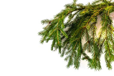 Noel ağacı dalı, izole, Noel için tasarım elementi