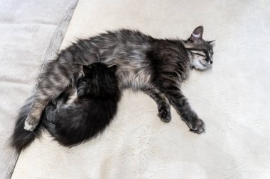 Bir kedinin güzel gri renkli bir kedi yavrusuyla fotoğrafı.