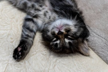 Küçük bir kedi yavrusu, güzel bir arkaplan ya da defter kapağı hayal edin.