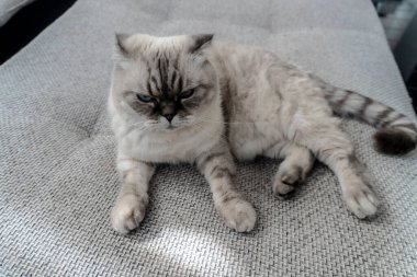 İskoç kedi cinsi, mavi gözlü beyaz, İskoç katlı.