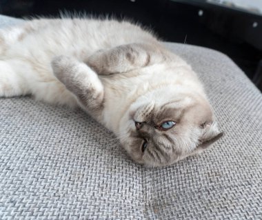 Fotoğraf İskoç kedisi, İskoç katlı, mavi gözlü beyaz