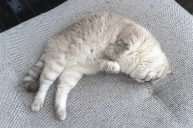 Fotoğraf İskoç kedisi, İskoç katlı, mavi gözlü beyaz