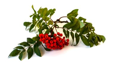 Beyaz arka planda kırmızı böğürtlenli kürek dalı var.