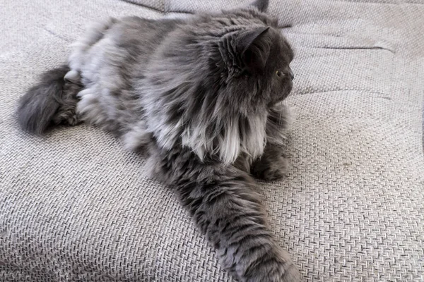 Beau Chat Moelleux Gris Peut Être Utilisé Pour Les Arrière — Photo