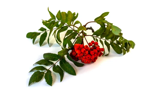 Isolé Sur Fond Blanc Branche Rowan Avec Des Baies Rouges — Photo