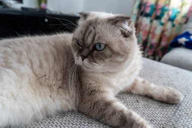 Fotoğraf İskoç kedisi, İskoç katlı, mavi gözlü beyaz