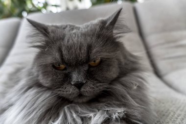 Güzel gri tüylü kedi fotoğrafı. Evcil hayvanlar. Mükemmel kapak, poster, kartpostal