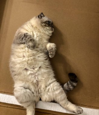 Beyaz kedi İskoç üretiyor.