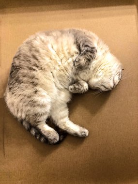 Beyaz kedi İskoç üretiyor.