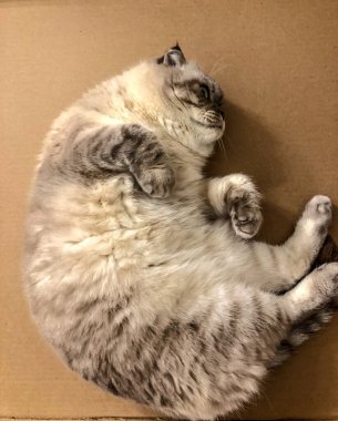 Beyaz kedi İskoç üretiyor.