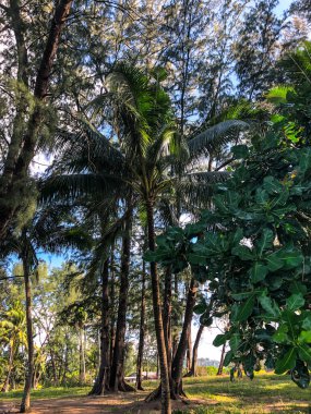 Tayland, Asya 'daki tropikal bitkiler