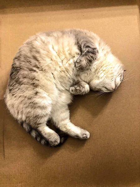 Beyaz kedi İskoç üretiyor.