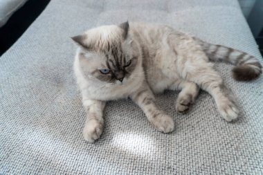 İskoç kedi cinsi, mavi gözlü beyaz, İskoç katlı.