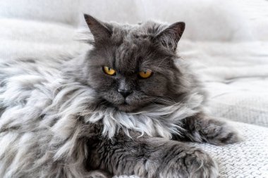 Güzel gri tüylü kedi fotoğrafı. Evcil hayvanlar. Mükemmel kapak, poster, kartpostal