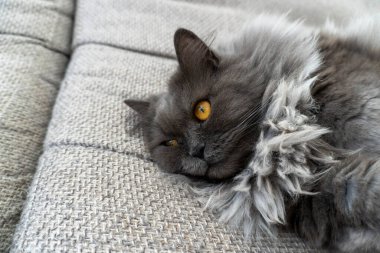 Güzel gri tüylü kedi fotoğrafı. Evcil hayvanlar. Mükemmel kapak, poster, kartpostal