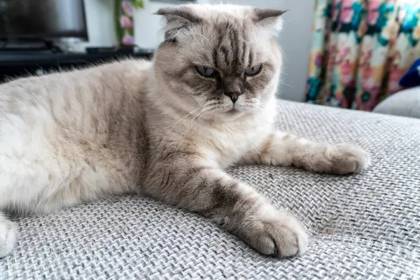 Foto Gato Escocés Pliegue Escocés Blanco Con Ojos Azules —  Fotos de Stock