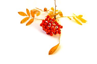 Beyaz arka planda kırmızı böğürtlenli kürek dalı var.