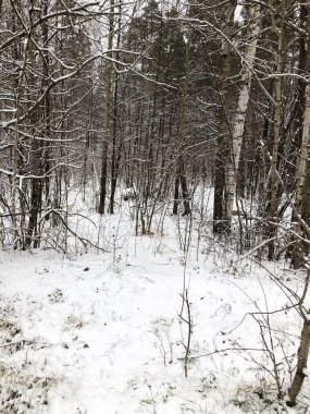 Kışın ormandaki ilk kar, güzel bir arka plan, soğuk hava.