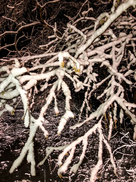 Première Neige Hiver Nuit Dans Forêt Neige Sur Les Branches — Photo