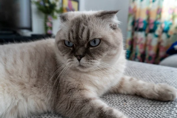 Foto Gato Escocés Pliegue Escocés Blanco Con Ojos Azules —  Fotos de Stock